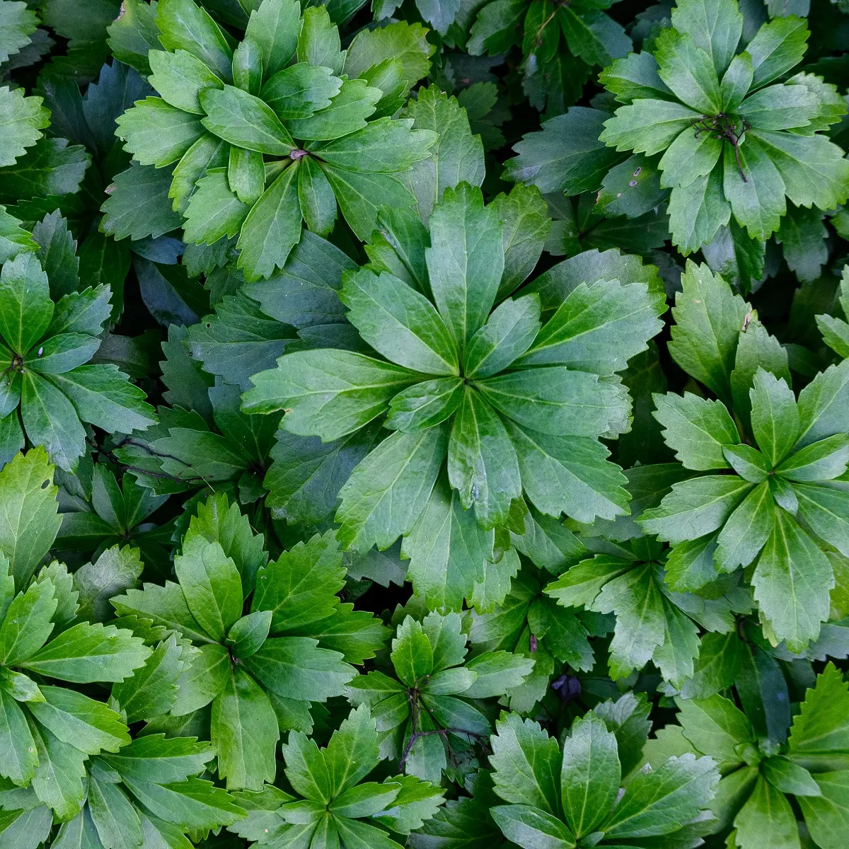 Vinterglans