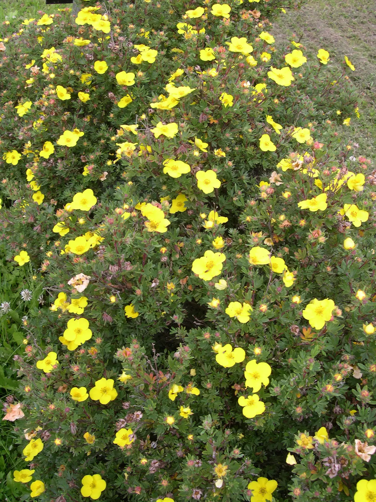 Buskmure 'Goldteppich'