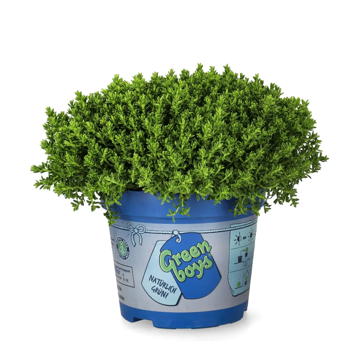Hebe 'Green Boys'
