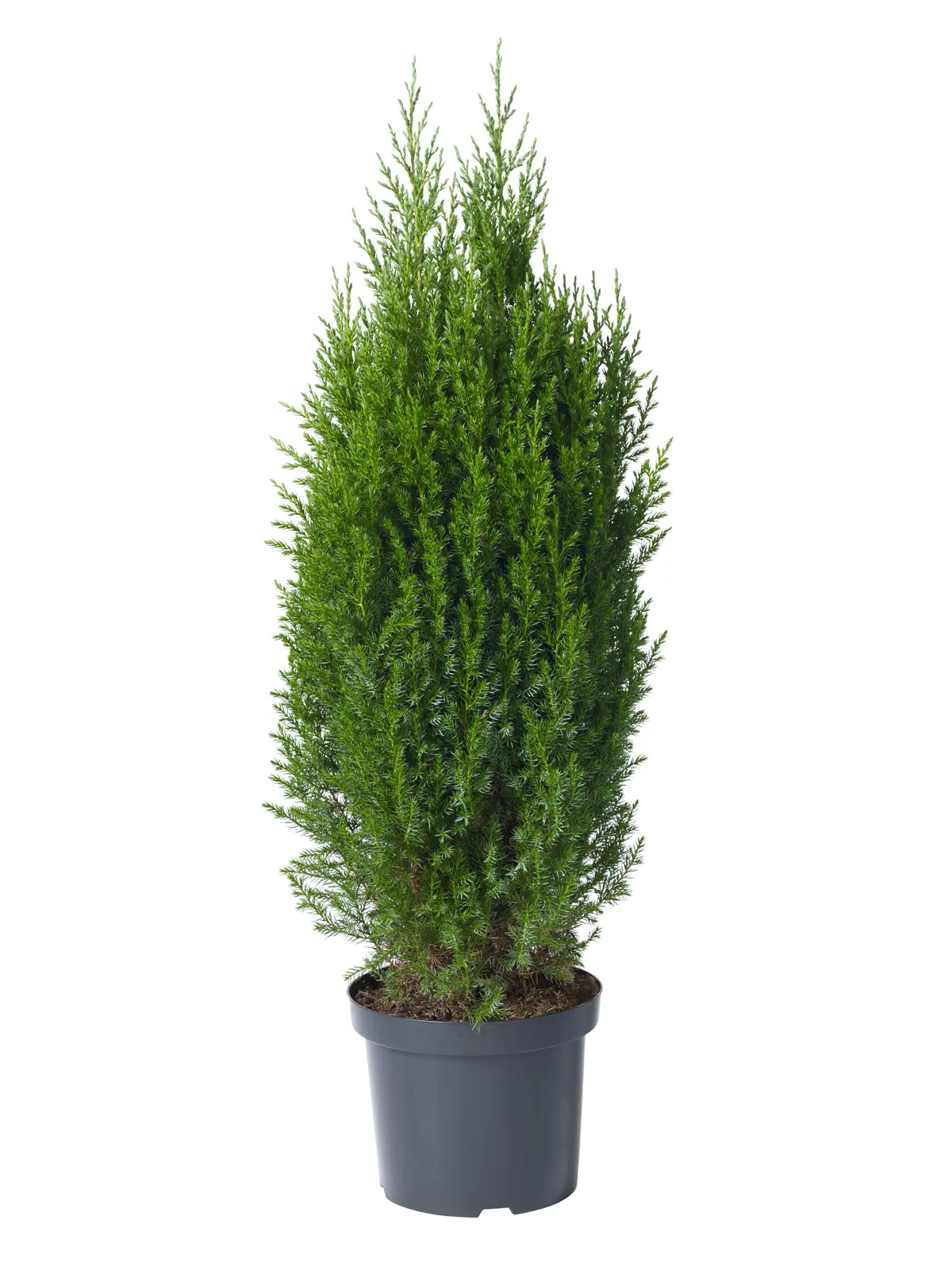 Kinaeiner 'Stricta'