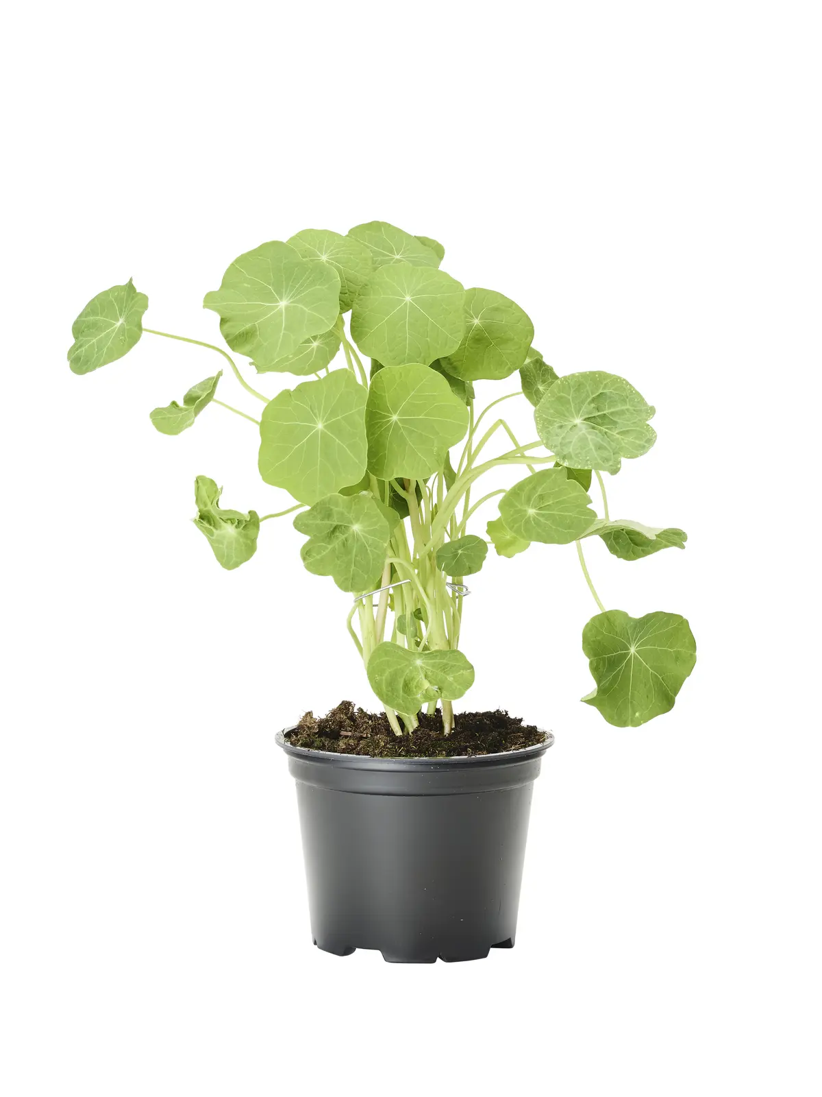 Blomkarse