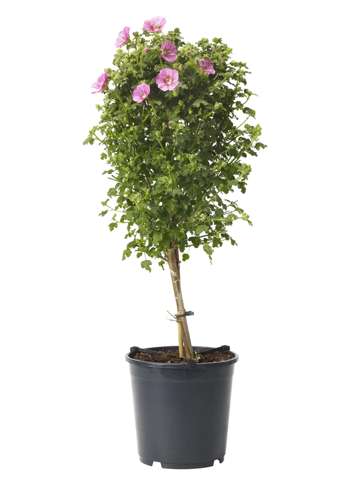 Blomsterbjørk