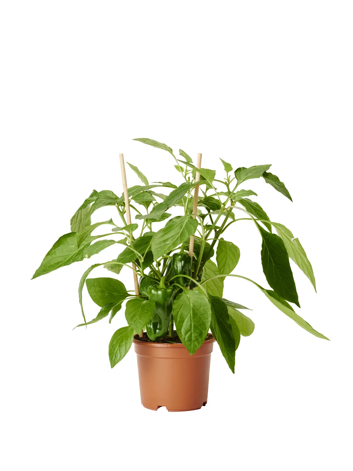 Snackpaprika