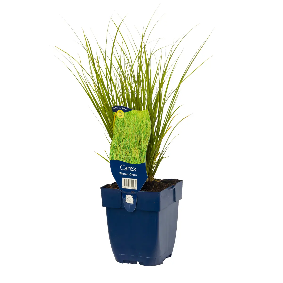 Bronsestarr 'Phoenix Green'