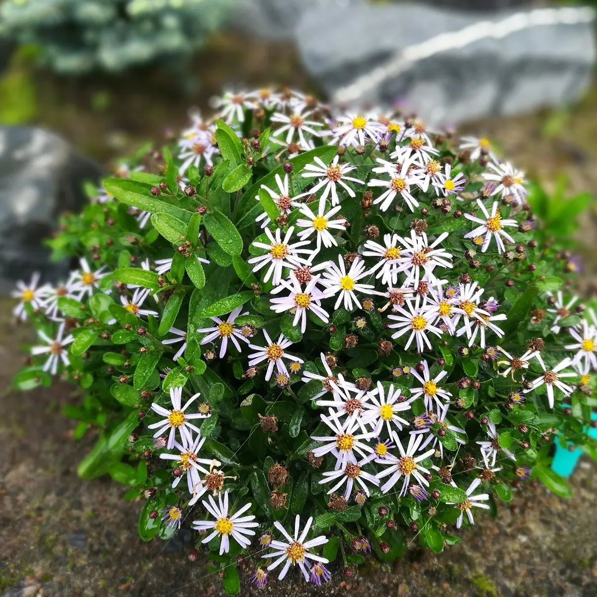 Fjærasters 'Nana Blue'