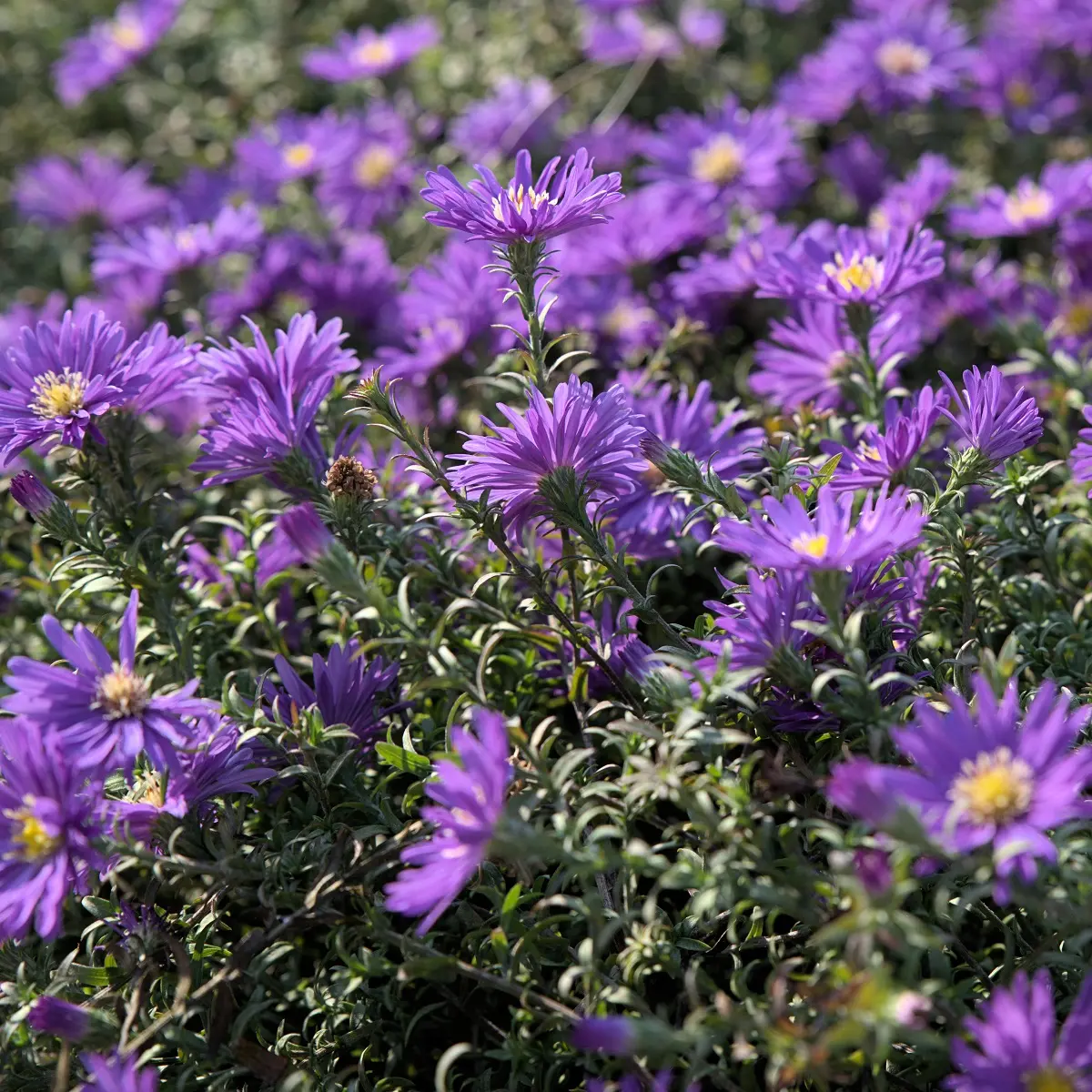 Oktoberaster 'Wood's Purple'