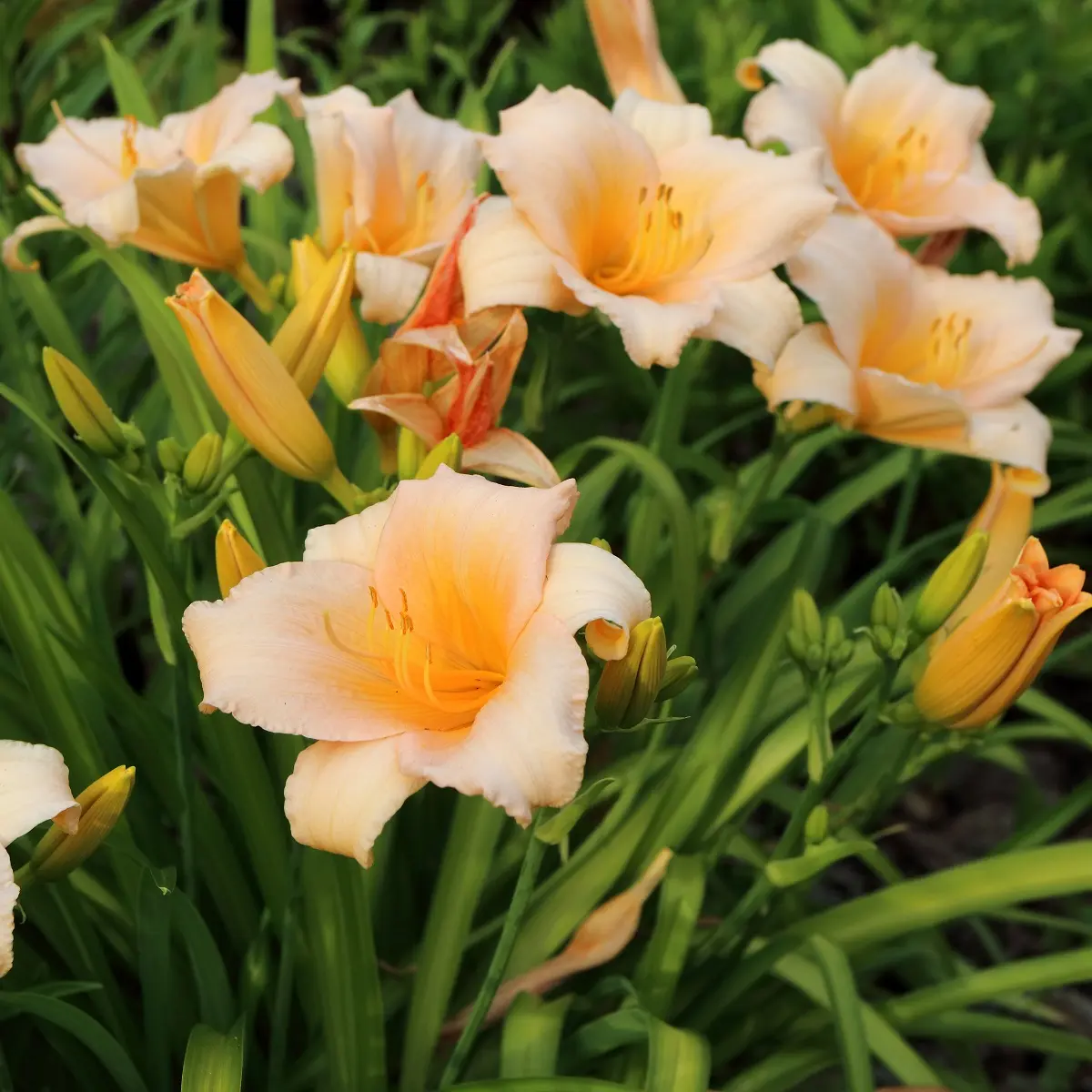 Daglilje 'Mini Pearl'
