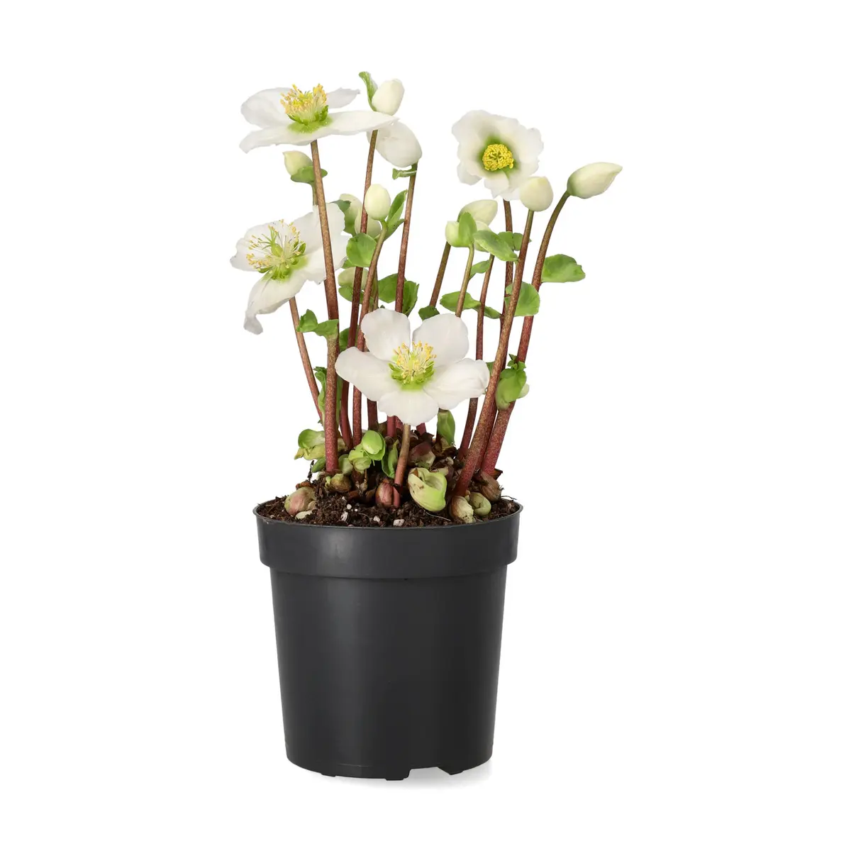 Hvit julerose 'Verboom Beauty'