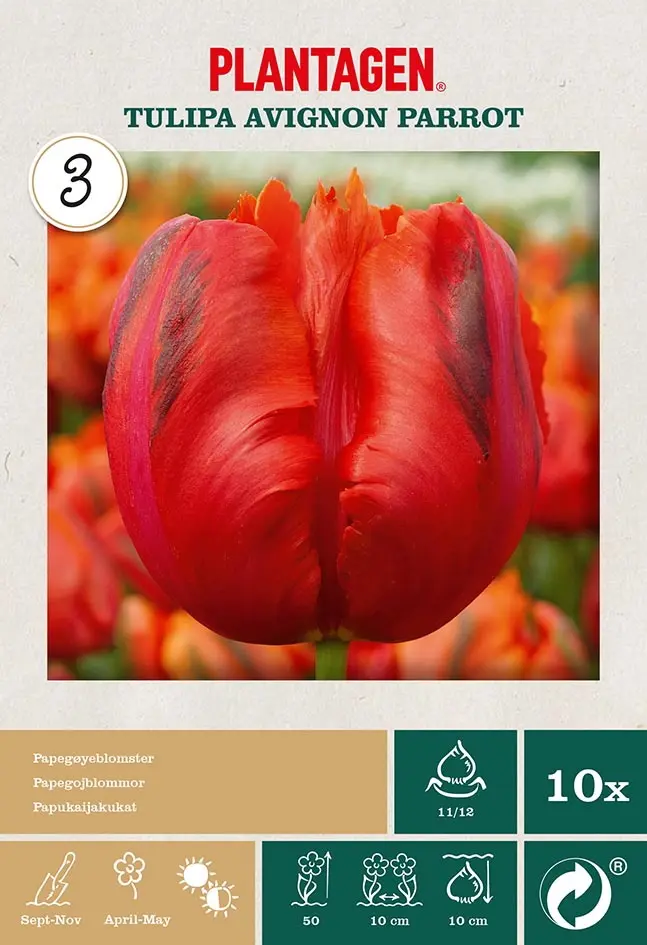 Papegøyetulipan 'Avignon Parrot'