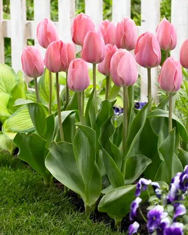 Tulipan 'Mystic van Eijk' - 15 stk 