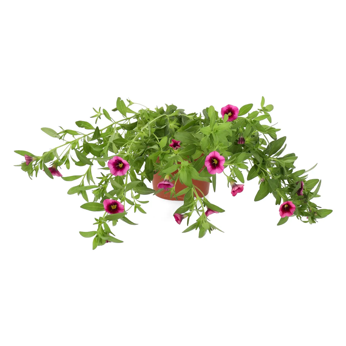 Småpetunia 'Strawberry Punch'