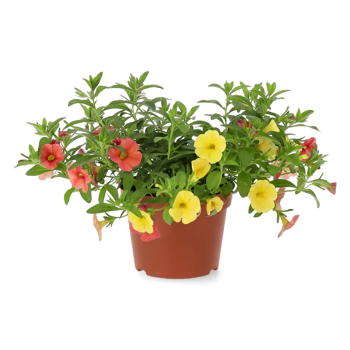 Småpetunia