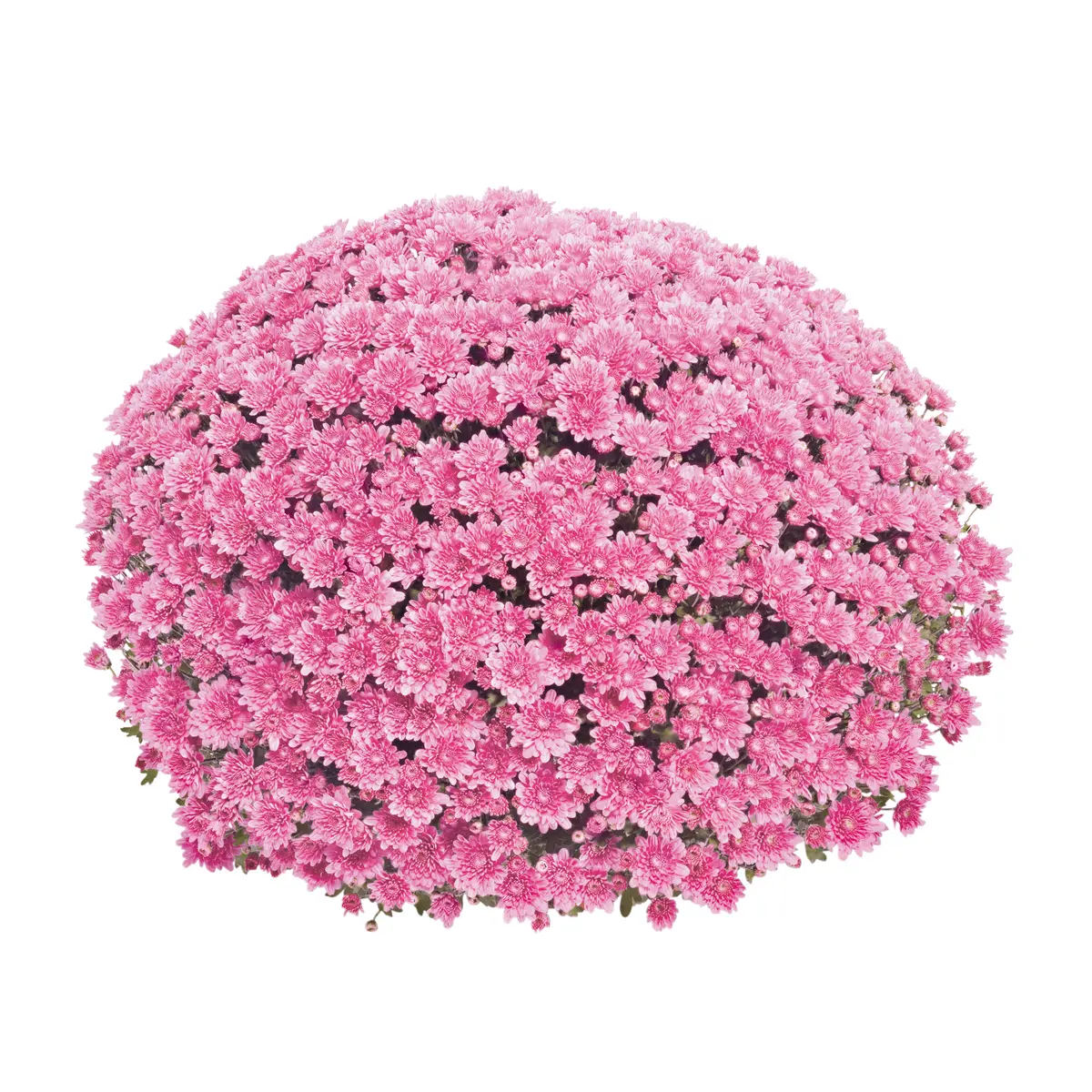 Frilandskrysantemum