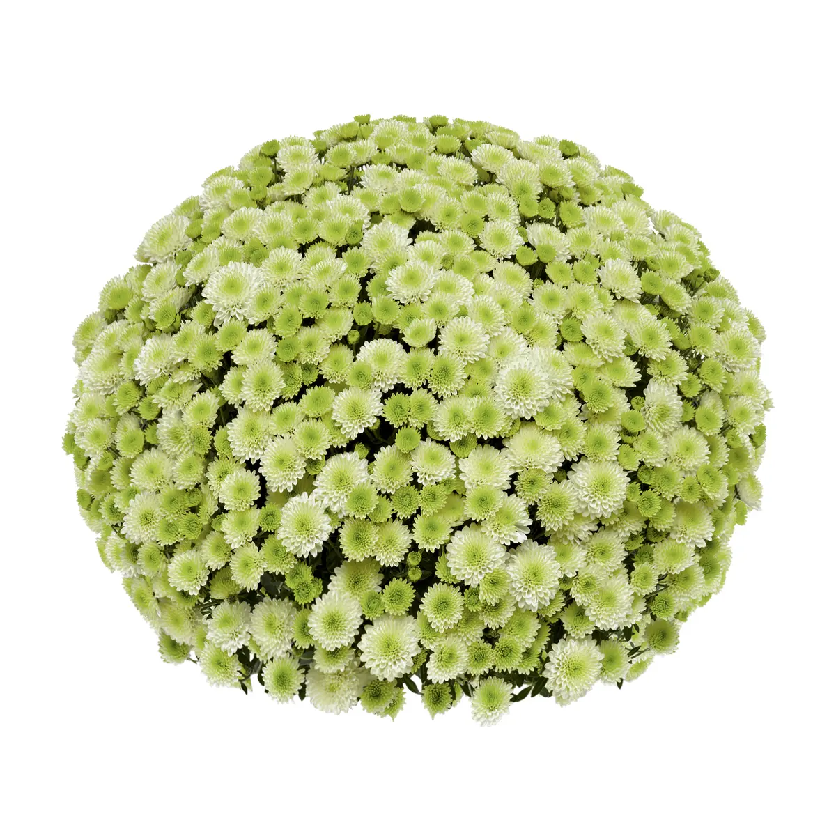 Frilandskrysantemum 'Primo Pistache'