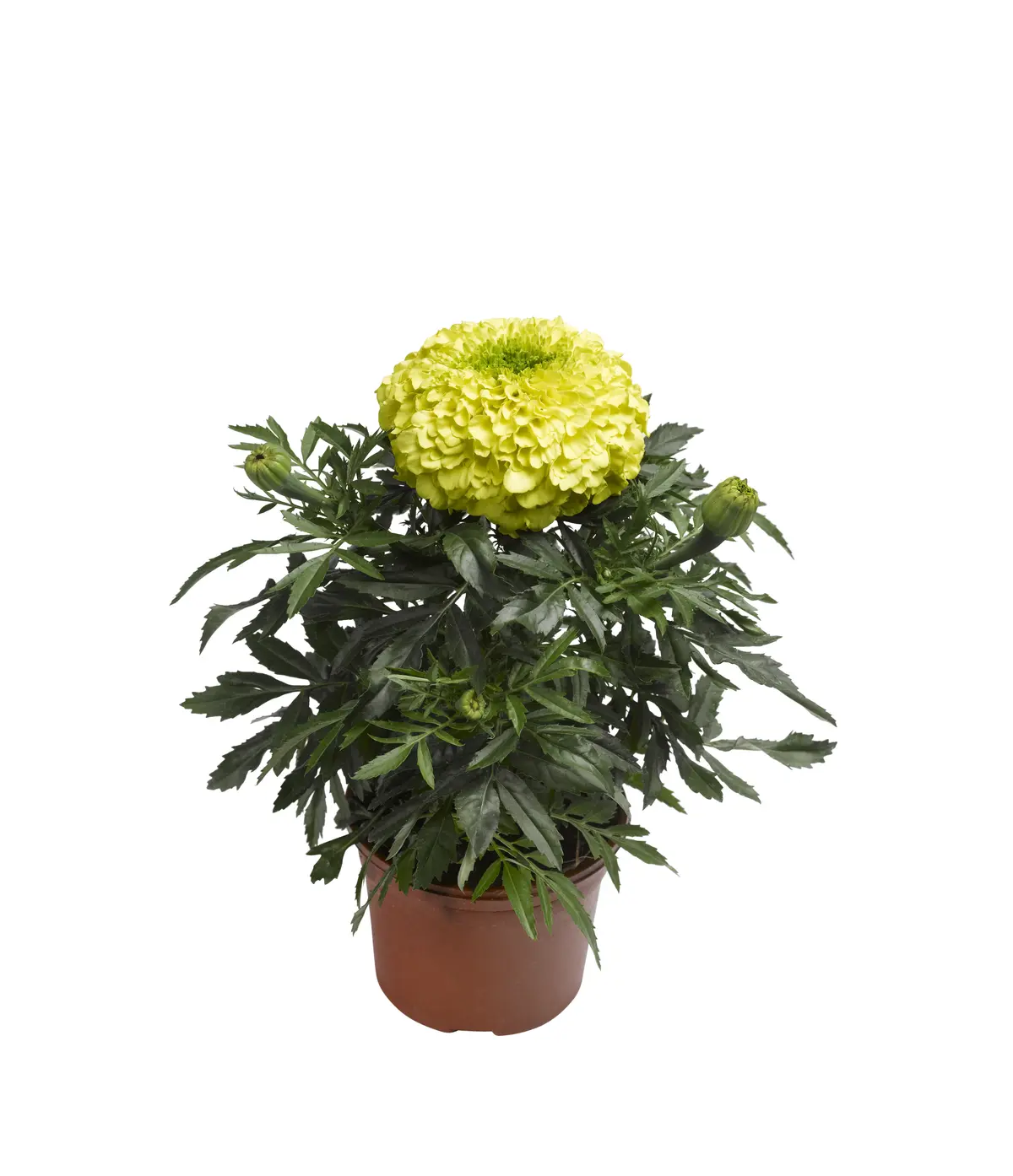 Fløyelsblomst stor