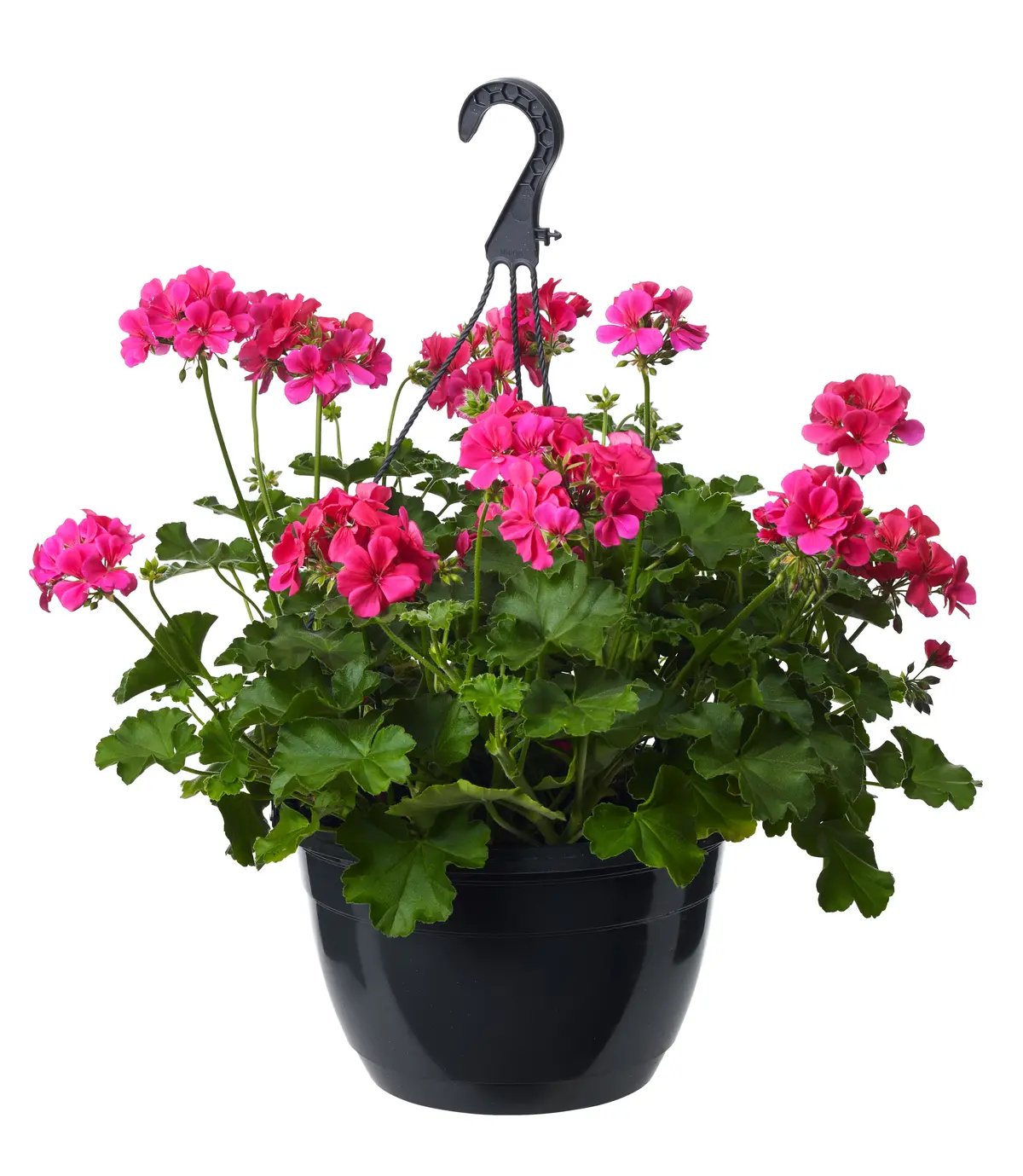 Pelargonia Calliope 'Lavender Splash' i ampel