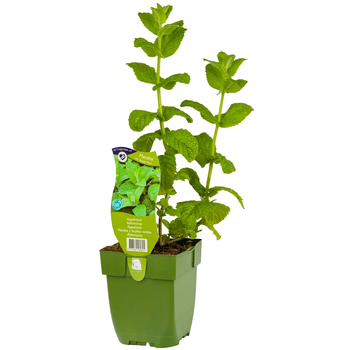 Eplemynte 'Apple Mint'