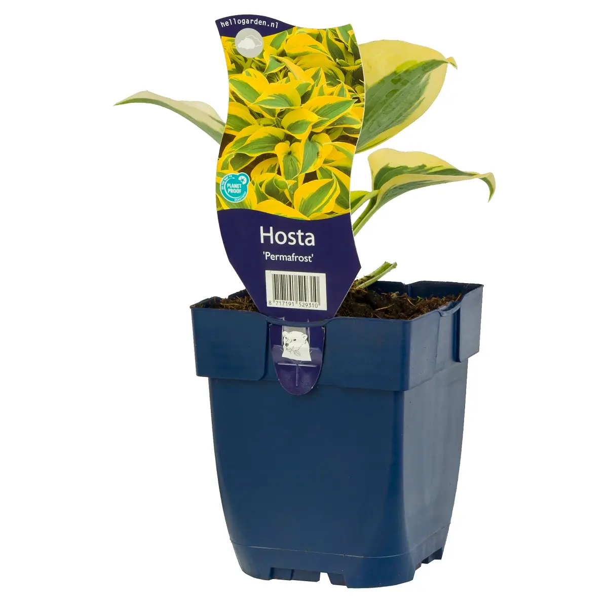 Bladlilje 'Permafrost'