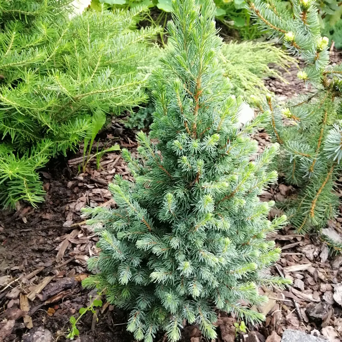 Kvitgran 'Sander's Blue'