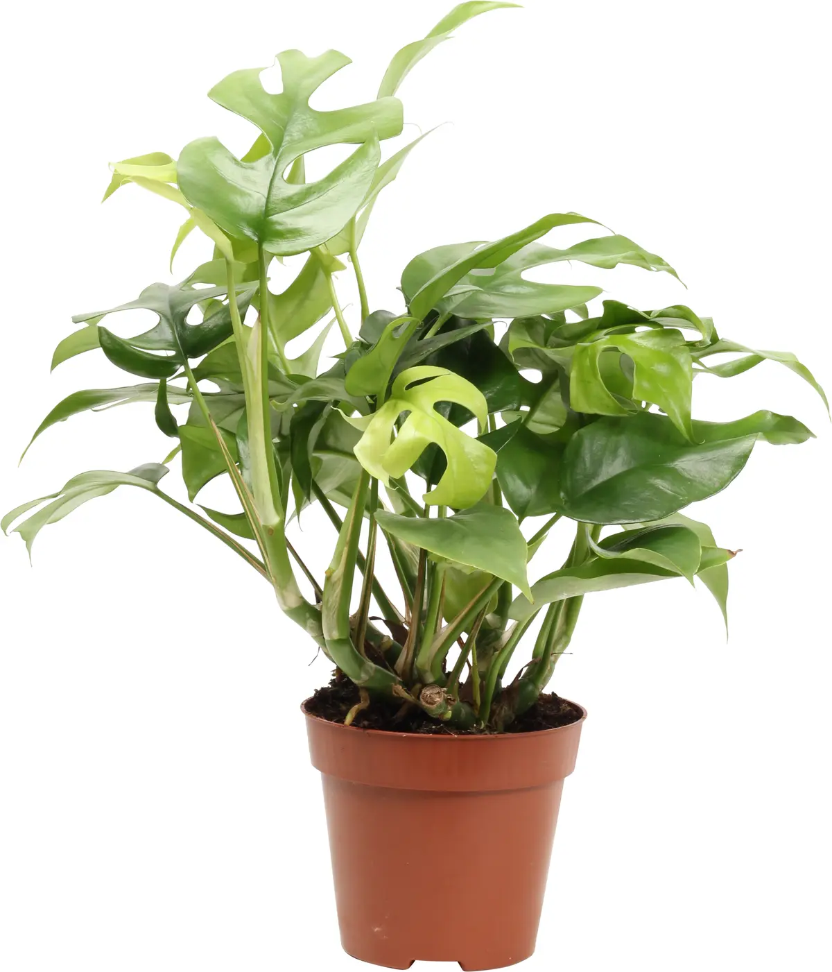 Monstera 'Minima'