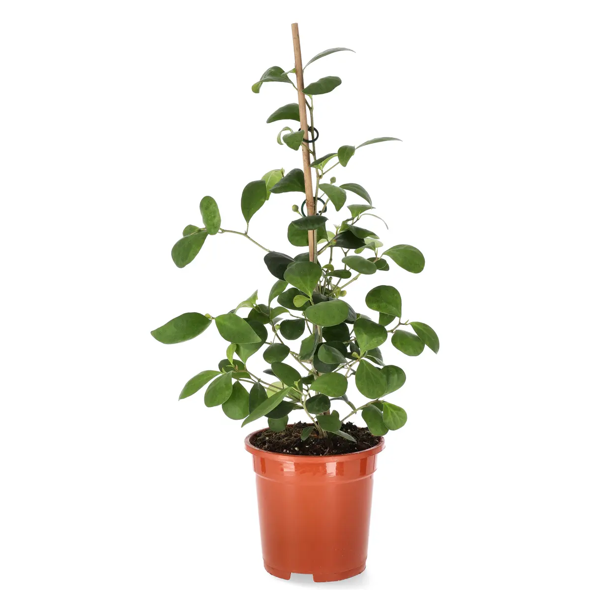 Ficus Deltoidea