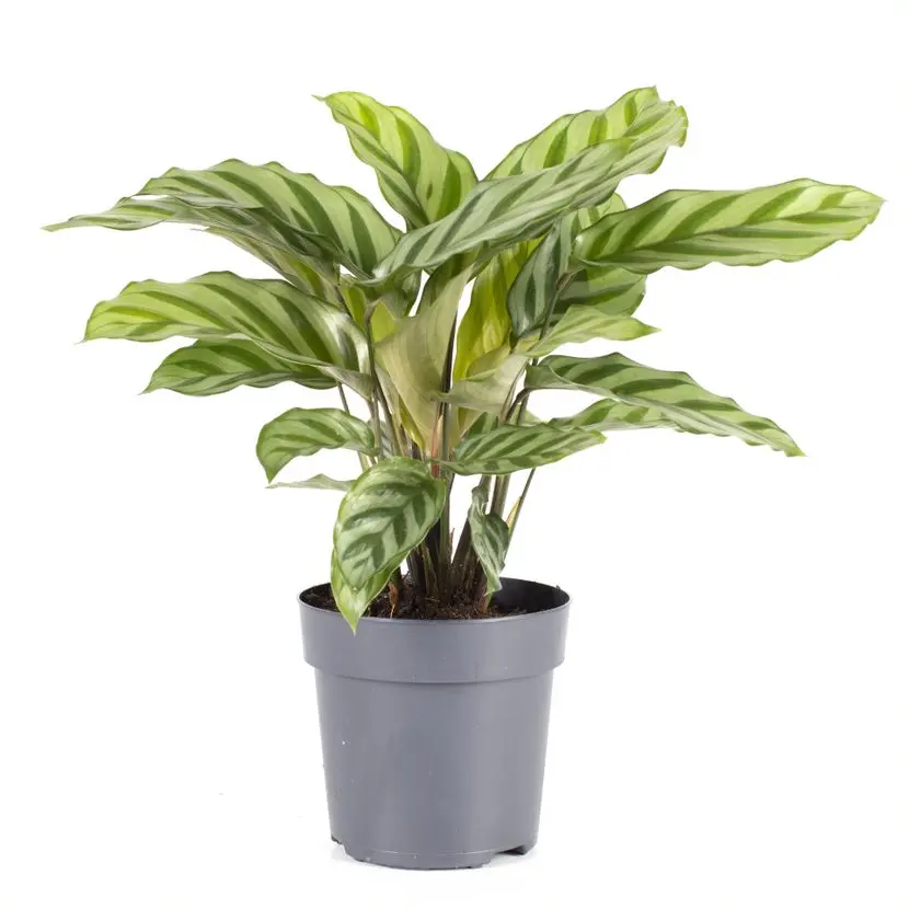 Calathea 'Freddie'
