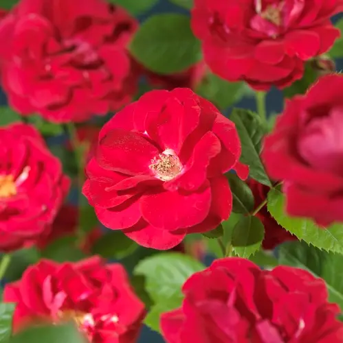 Klatrerose 'Flammentanz'