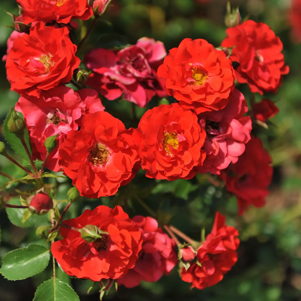 Klaserose BEE FRIENDLY RØD