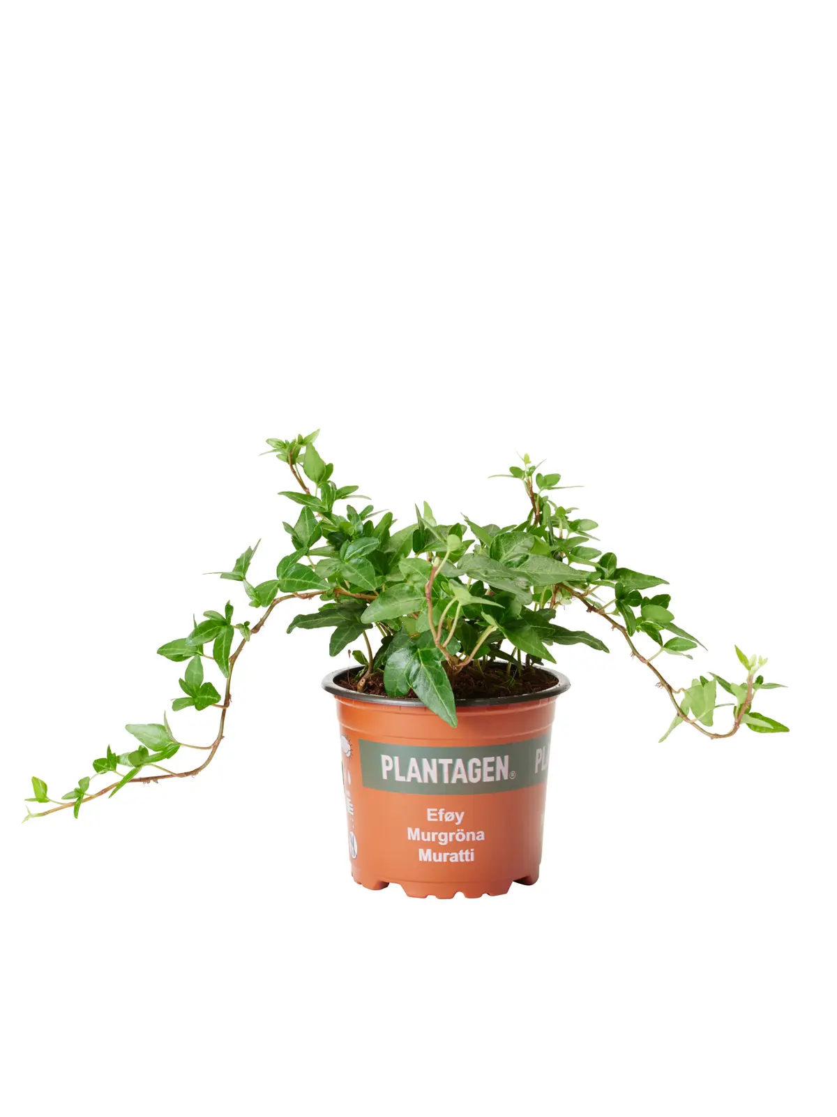 Eføy medium ranker
