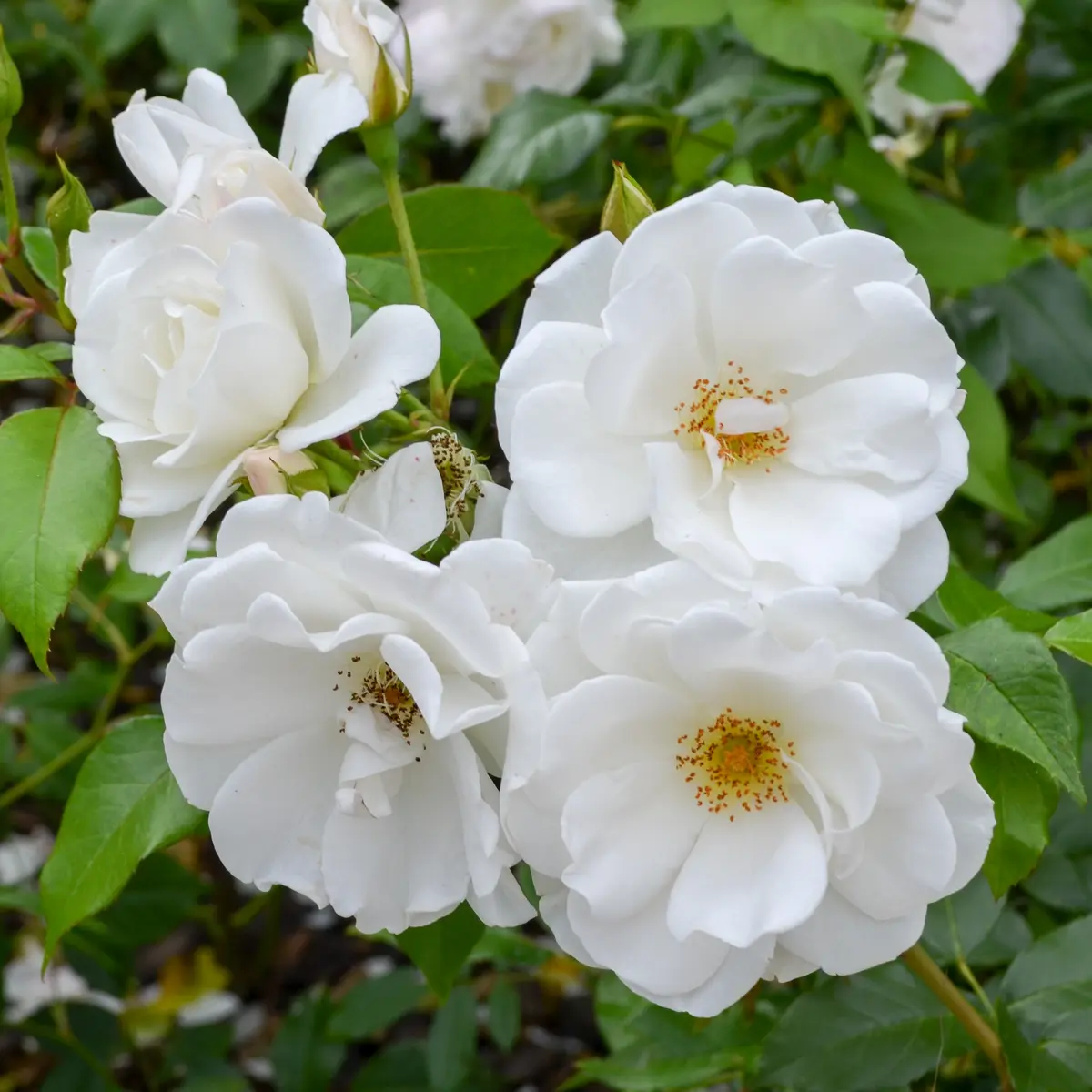 Buskrose 'Lac Majeau'