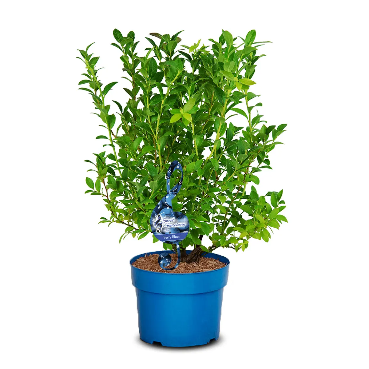 Hybridblåbær 'Berry Blues'