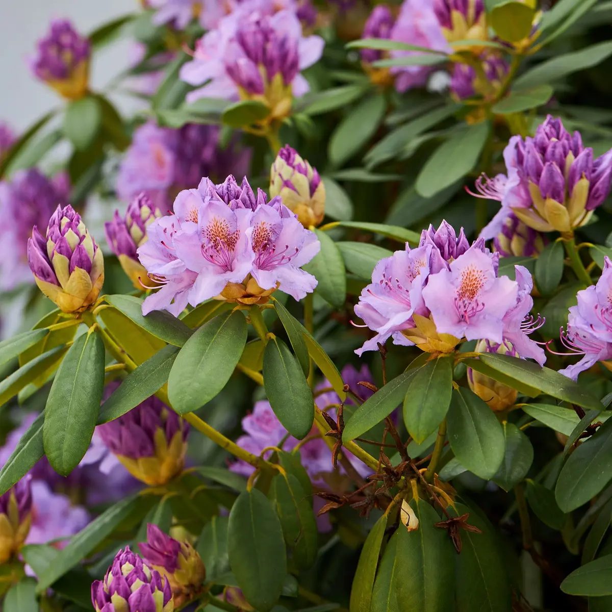 Rododendron 'Grandiflorum'