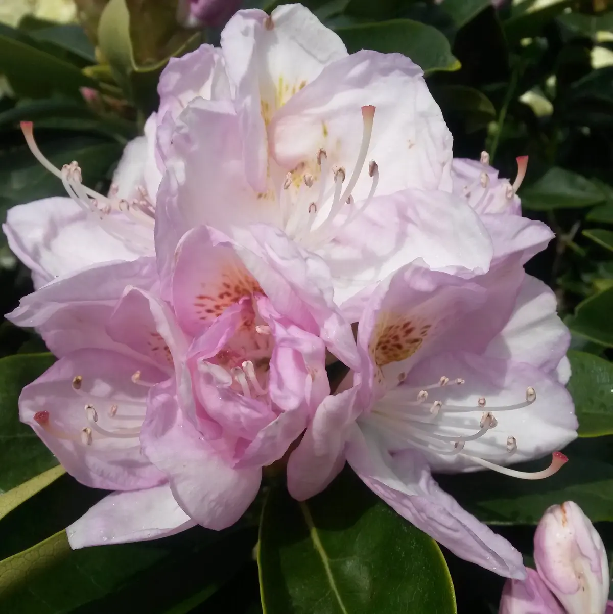 Rododendron 'Gomer Waterer'