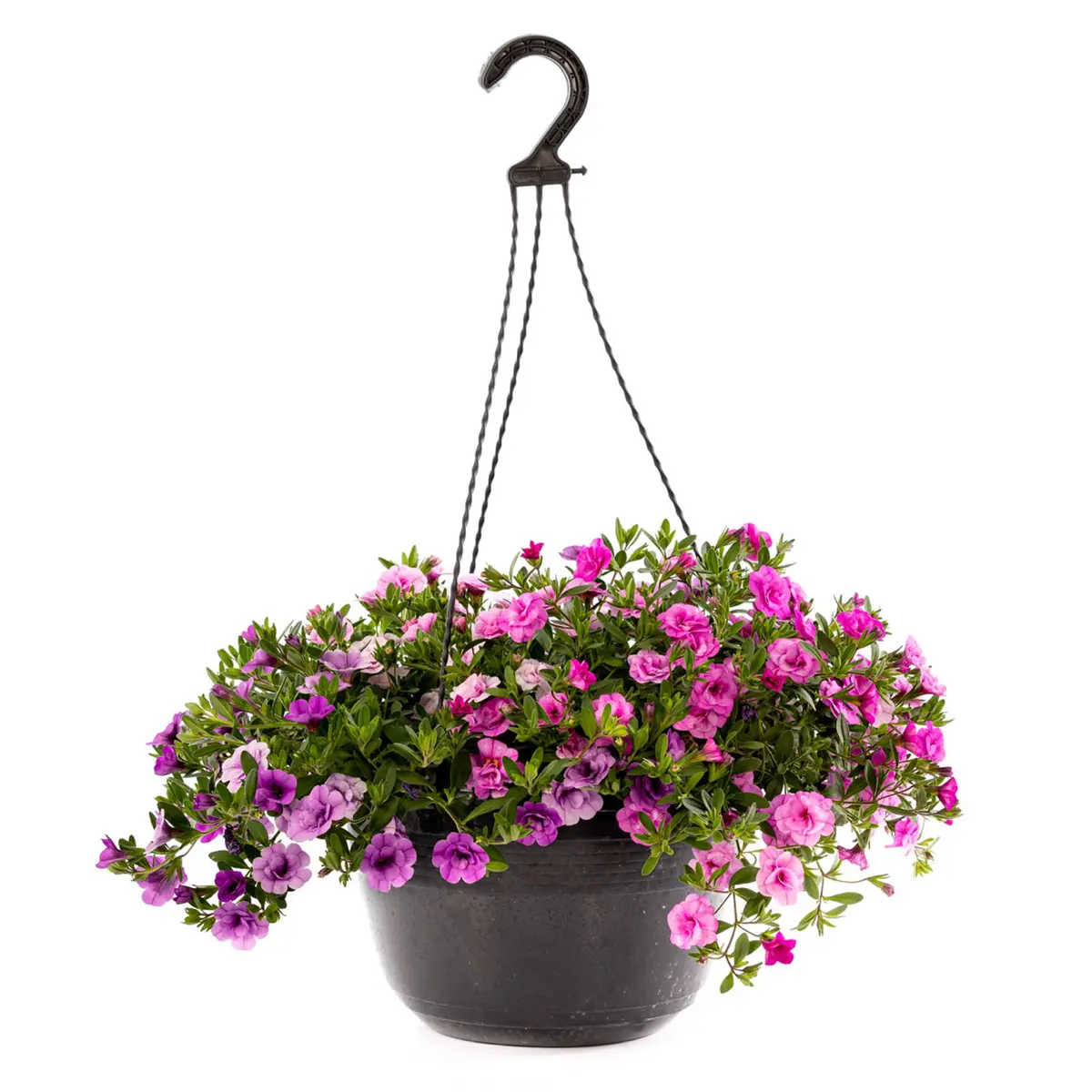 Småpetunia med fylte blomster i ampel