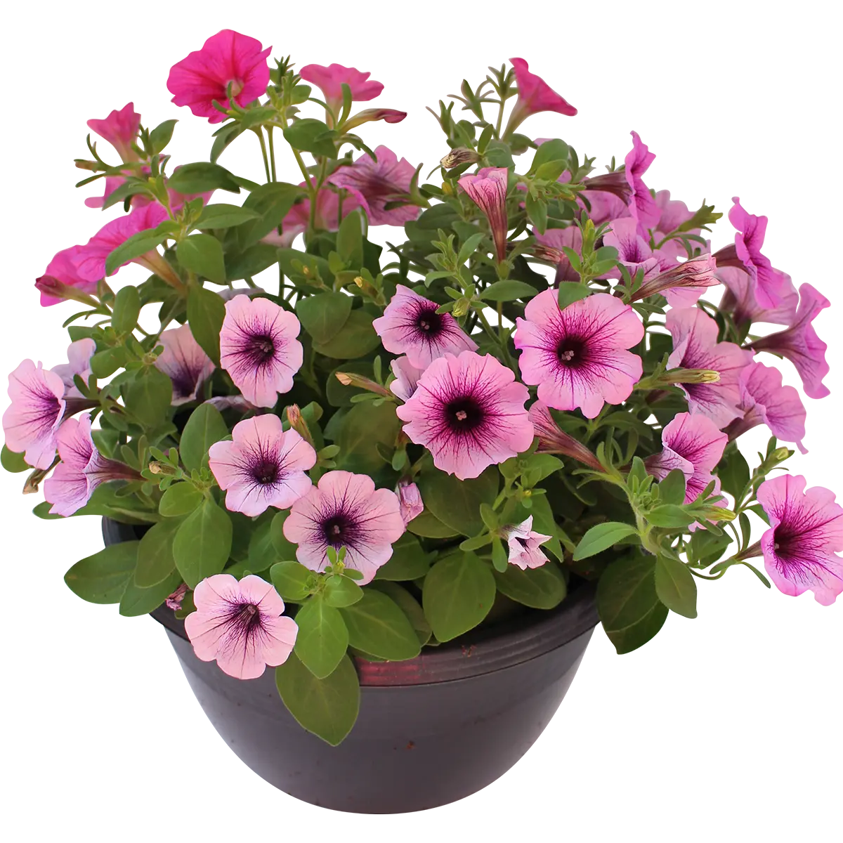 Petunia i ampel