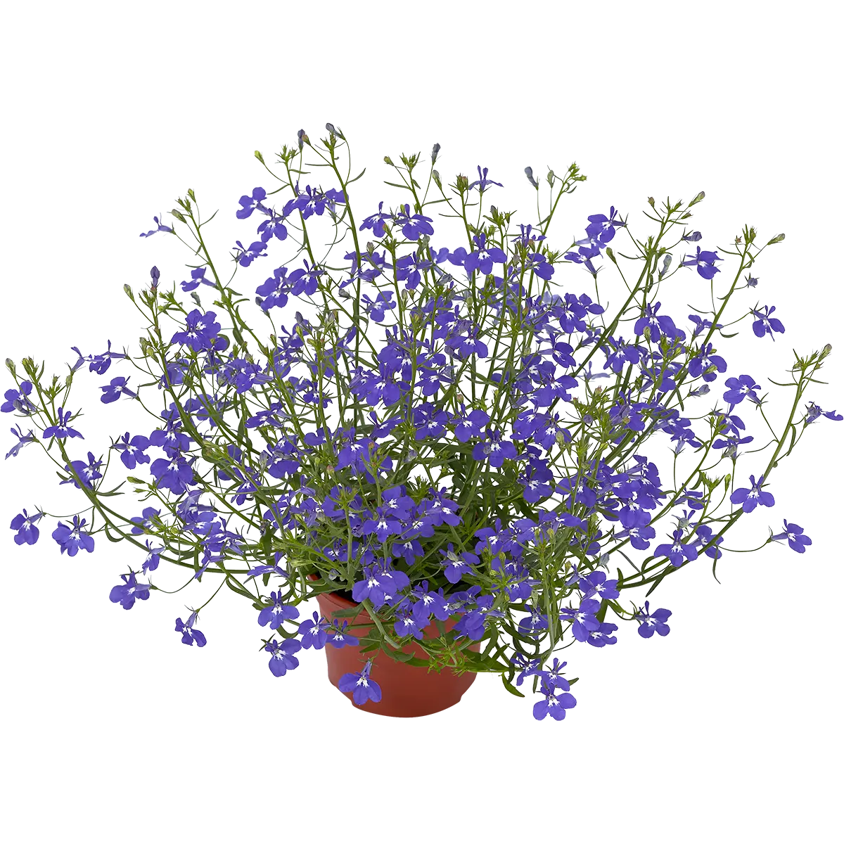 Lobelia