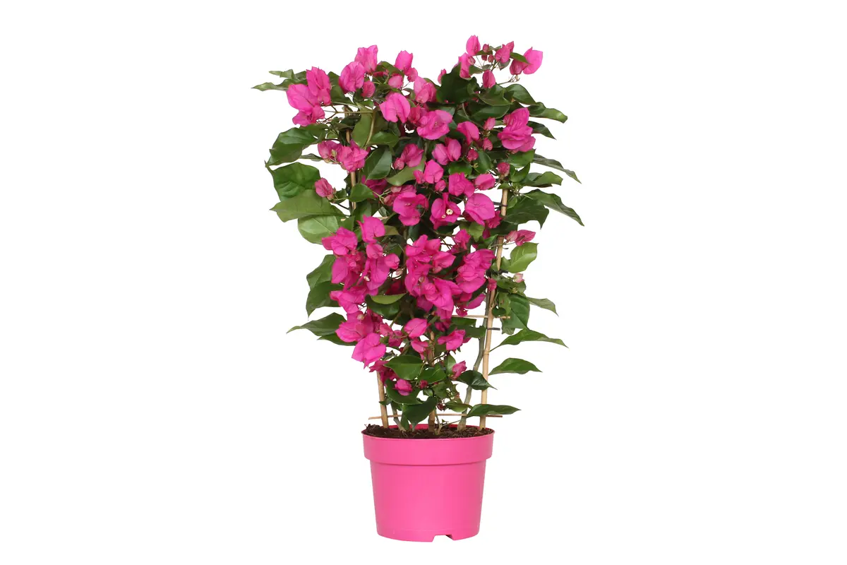 Stor trillingblomst 'Vera Deep Purple’