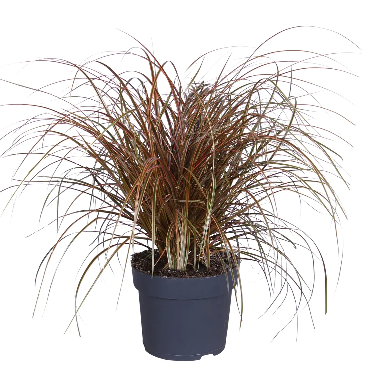 Uncinia rubia 'Everflame'