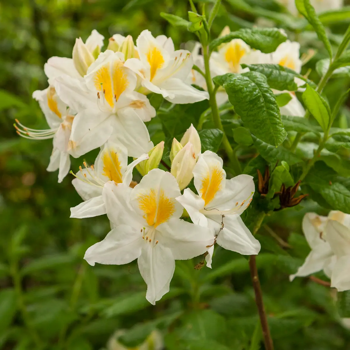 Asalea 'Persil'