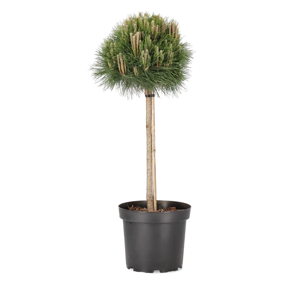 Japansk Rødfuru 'Benelux'