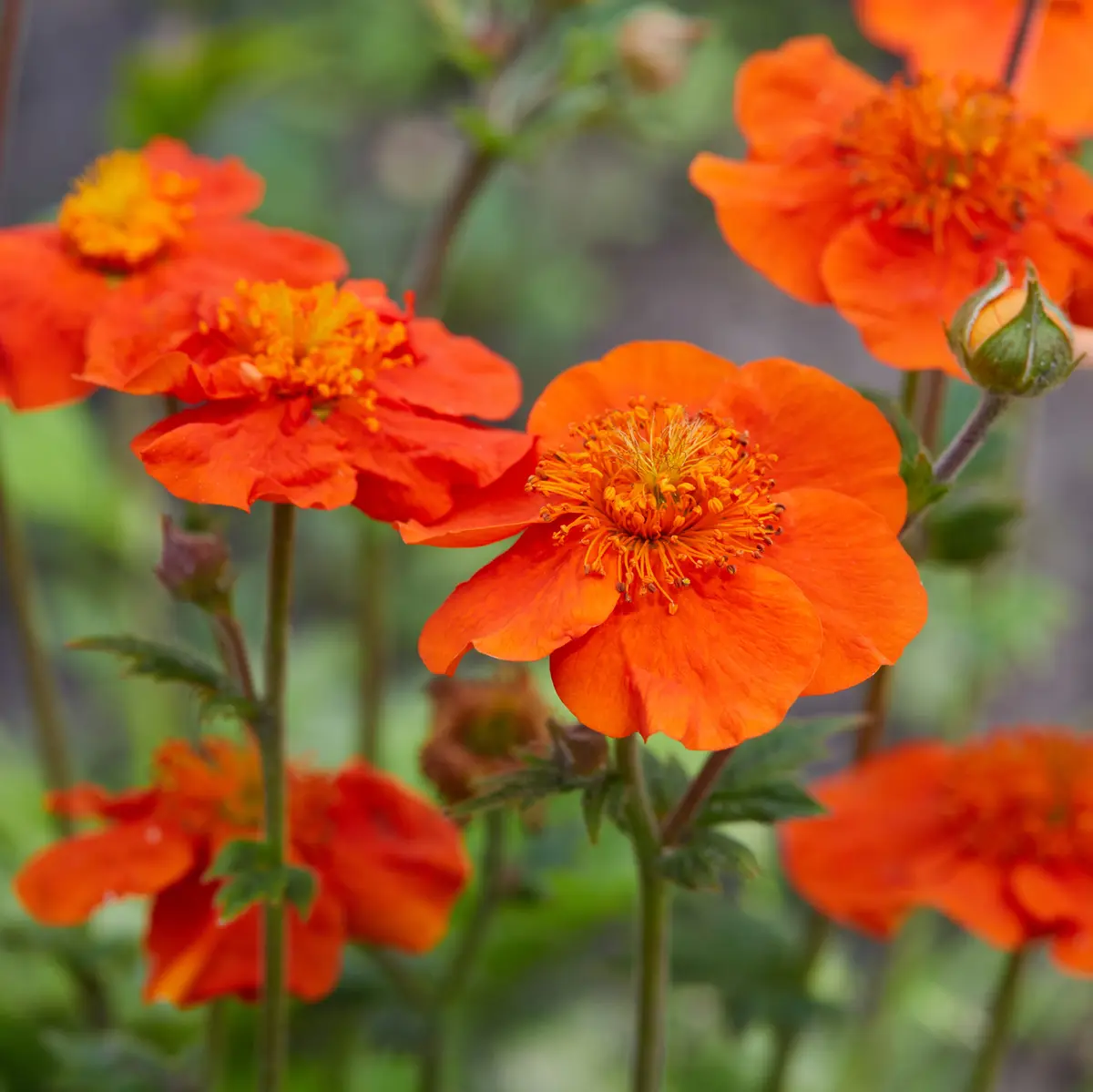 Humleblom SCARLET TEMPEST