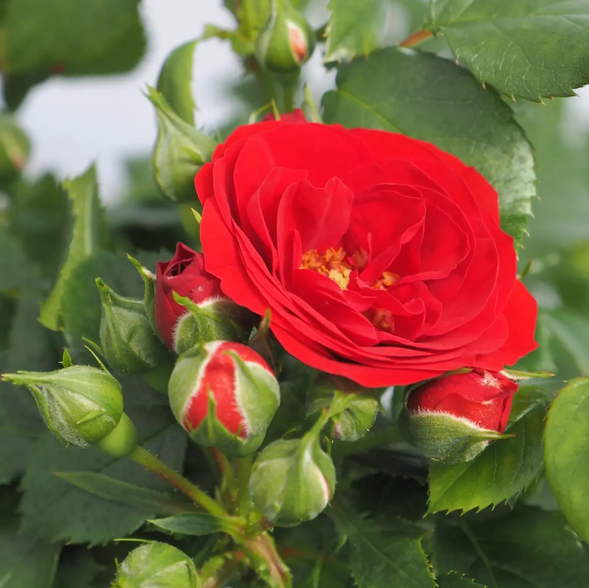 Terrasserose rød