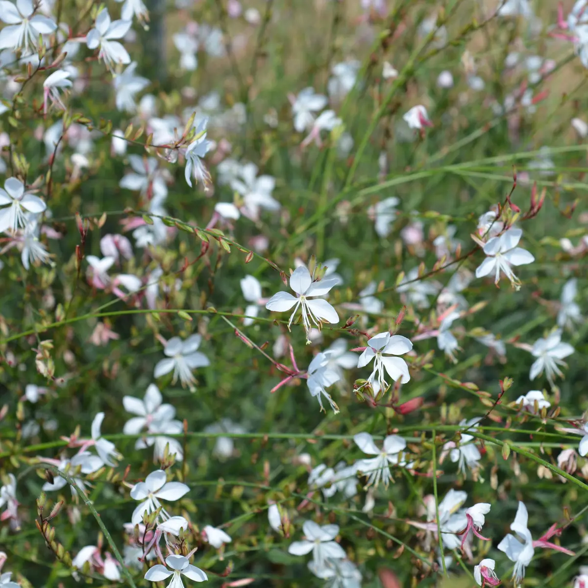 Sommerlys 'Whirling Butterflies'