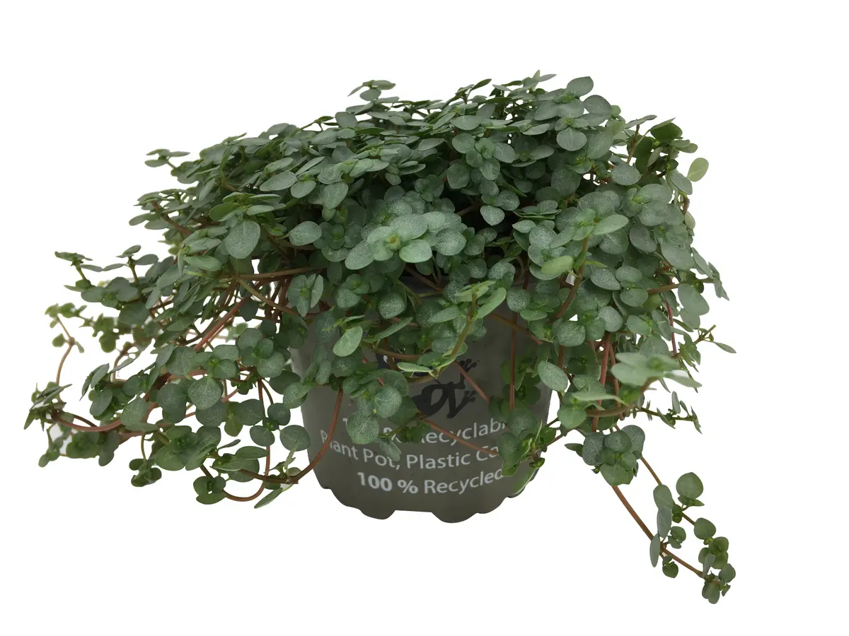 Pilea 'Greyzy'