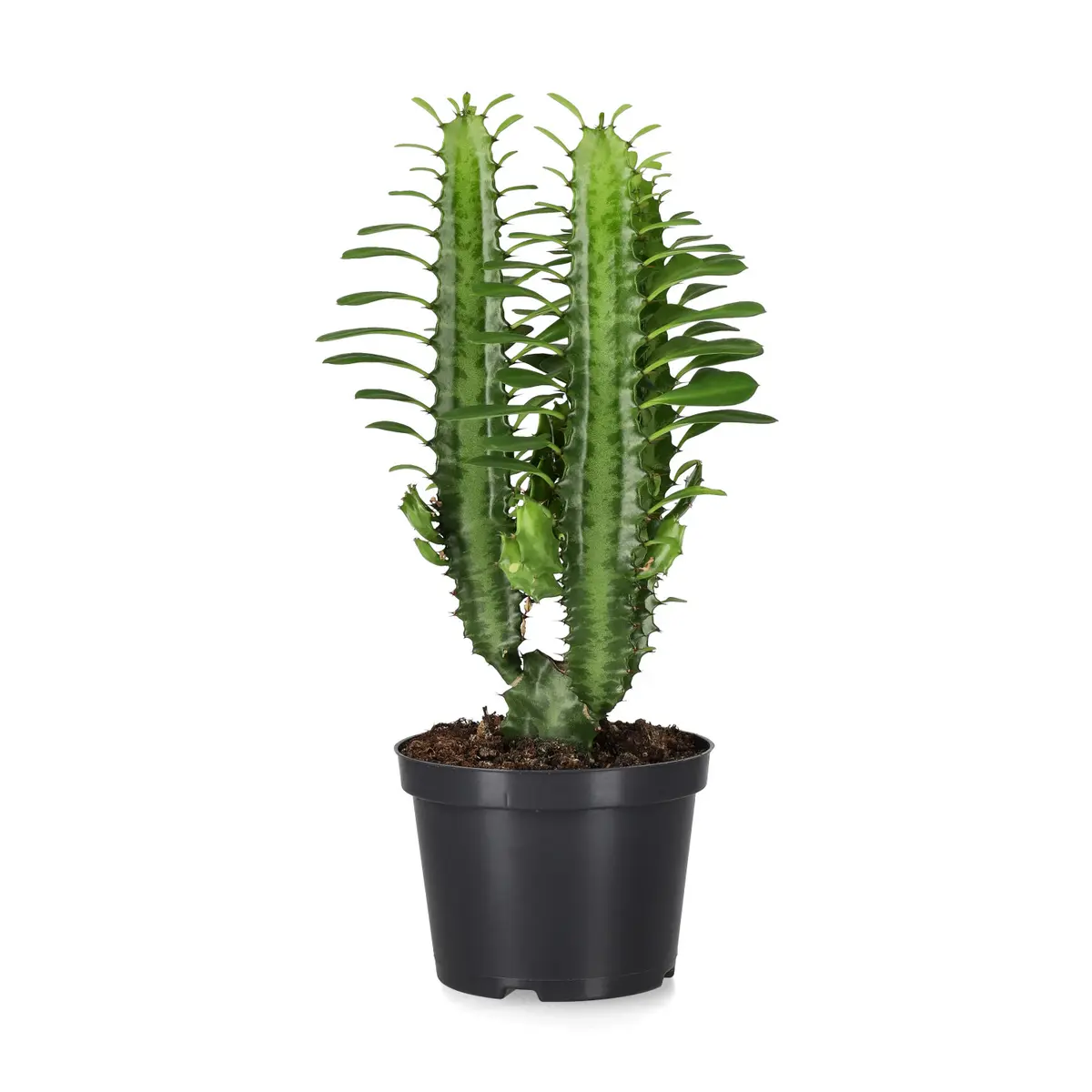 Trekanteuforbia