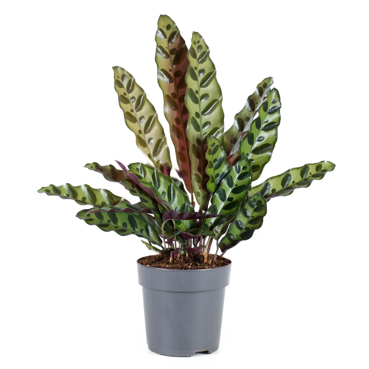 Calathea ‘Insignis’