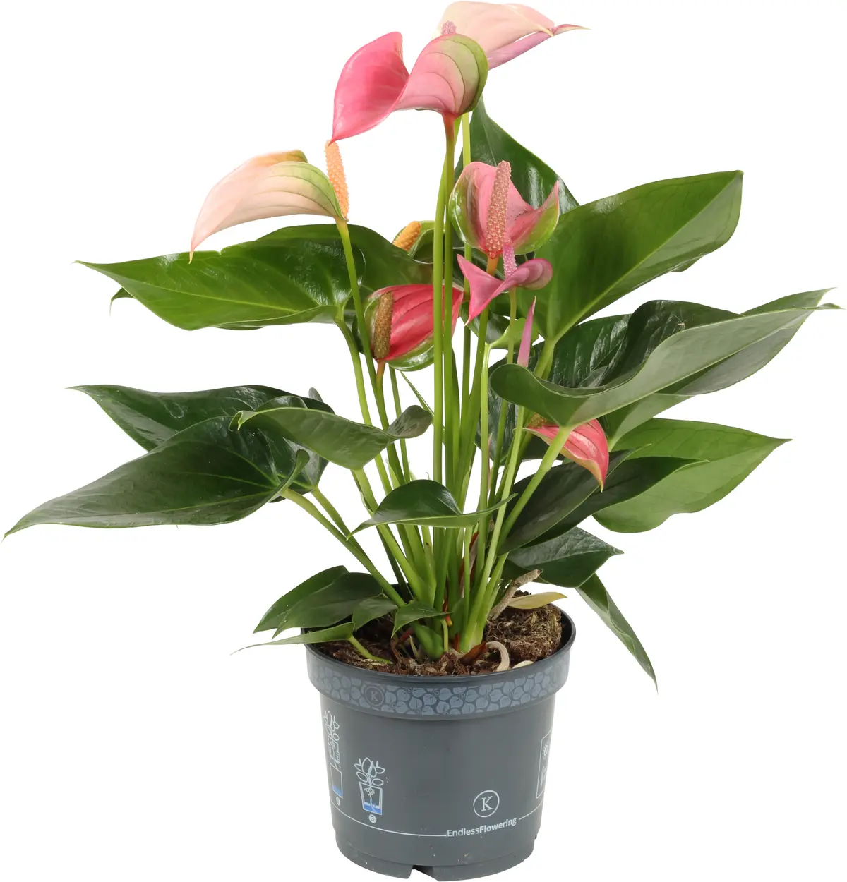 Flamingoblomst 'Pink Duo'