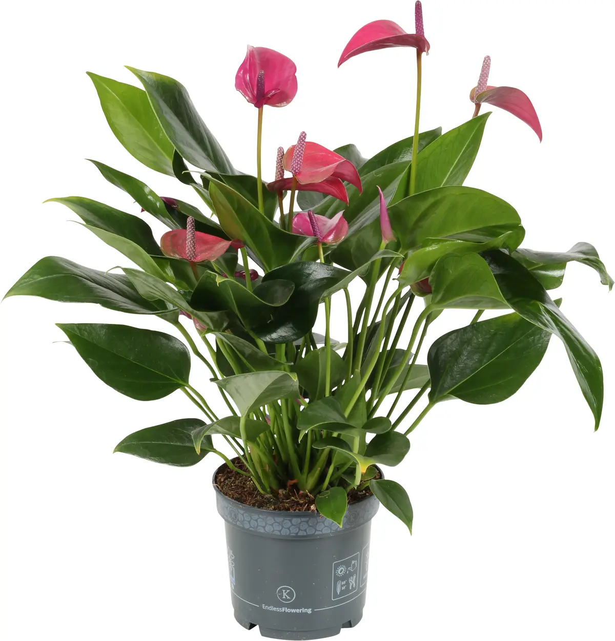 Flamingoblomst 'Jolie Pink'