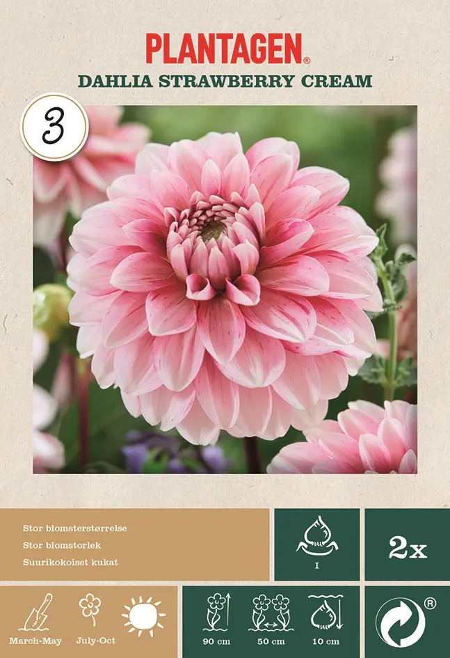 Georgine 'Strawberry Cream'