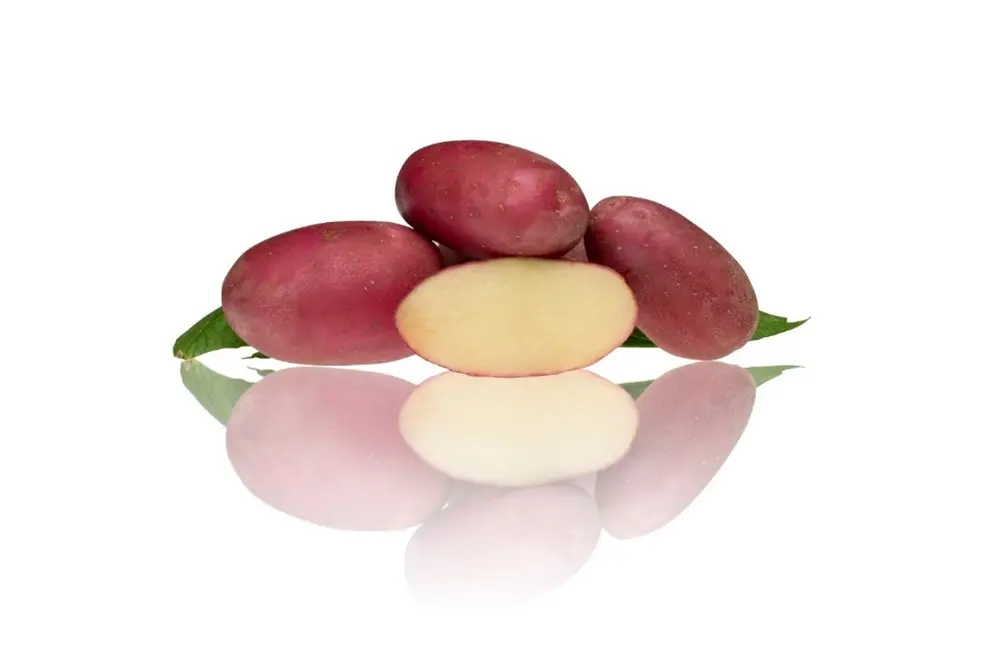 Settepotet Evolution 1 kg